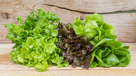 Vypěstování křupavého salátu v truhlíku je jednoduché: Návod krok za krokem od semínka až po úrodu