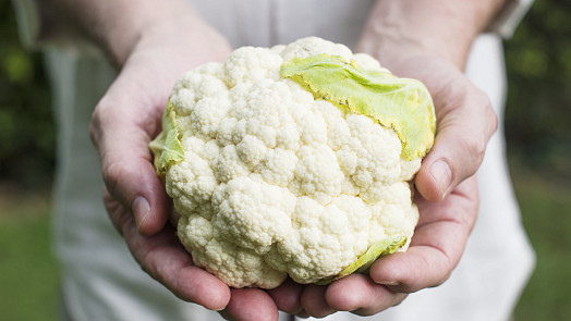 Vypěstujte si vlastní květák: poradíme, jak na bohatou úrodu i bez velkých zkušeností