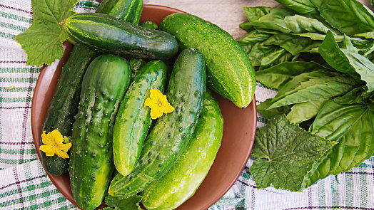 Kam vyrazit na samosběr okurek? Na těchto farmách zaplatíte už od 29 Kč za kilo