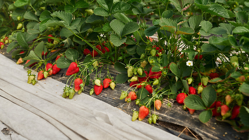 Zpestřete si zahradu živými ploty s jedlými plody. Uchrání od pohledů z vnějšku a ještě poskytnou cennou úrodu