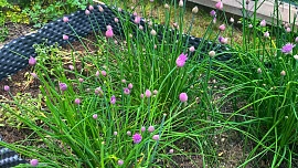 Jak sklízet pažitku, aby chutnala nejlépe: Chyb se dělá spousta. Od trhání rostliny ze záhonu po špatnou zálivku