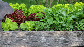 Domácí pěstování: Vyvýšený záhon se dá vybudovat i na balkonu či terase. Těchto 5 vrstev v něm podpoří bohatou úrodu
