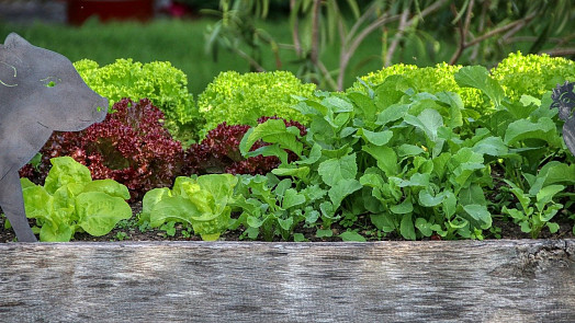 Domácí pěstování: Vyvýšený záhon se dá vybudovat i na balkonu či terase. Těchto 5 vrstev v něm podpoří bohatou úrodu