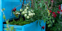 Jak správně zalévat rajčata a kam je na balkoně či terase umístit: Pozor na severní stranu, déšť i denní dobu pro zalévání