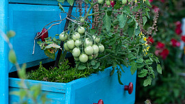 Květináče s rajčaty nedávejte na severní stranu, dopřeje jim úkryt před deštěm a zalévejte je brzy ráno či večer