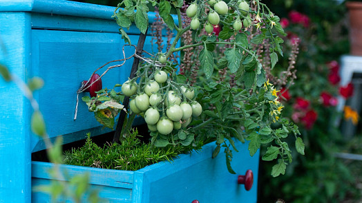 Květináče s rajčaty nedávejte na severní stranu, dopřeje jim úkryt před deštěm a zalévejte je brzy ráno či večer