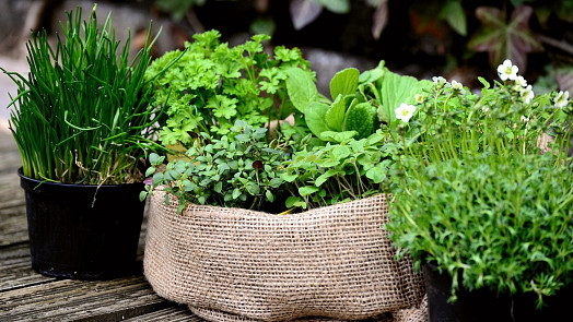Máta, rozmarýn, pažitka... Které bylinky by neměly chybět na vašem parapetu nebo terase a jak je využít?