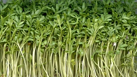 Byliny v kuchyni: Je řeřicha nejzdravější rostlinou světa? Vypěstujete ji ve vatě za pár dní