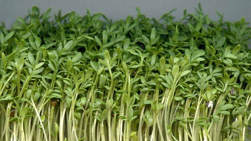 Byliny v kuchyni: Je řeřicha nejzdravější rostlinou světa? Vypěstujete ji ve vatě za pár dní