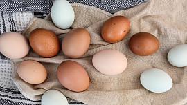 Lexikon vajec: Už jste ochutnali obří pštrosí, delikátní křepelčí nebo zakázané kachní?