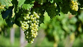 Na víno do Prahy. Zjišťovali jsme, kde si můžete dát nejlepší skleničku z místních vinic