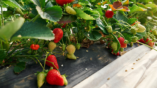 Jarní výsadba jahod: Zasaďte si je už teď, klidně i na balkoně, a v létě se dočkáte sladké úrody