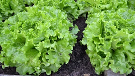 Listové saláty sklízejte ráno, aby byly svěží. Uchovávejte je zabalené ve vlhké utěrce v chladničce v přihrádce na zeleninu