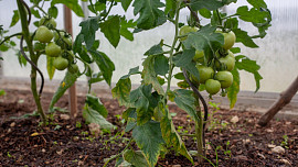 Jak pěstovat rajčata? Kvalitní sazeničky jsou základ, a pokud si je chceme předpěstovat, právě teď je nejvyšší čas na jejich vysazení
