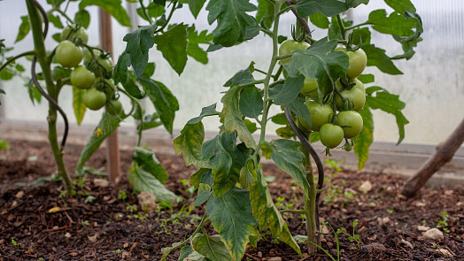 Jak pěstovat rajčata? Kvalitní sazeničky jsou základ, a pokud si je chceme předpěstovat, právě teď je nejvyšší čas na jejich vysazení