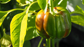 Některé odrůdy papriky lze úspěšně pěstovat i na balkoně. Pro bohatou úrodu však potřebují zvýšený přísun živin a tepla