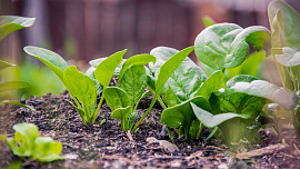 Nejlepší odrůdy špenátu pro balkon i zahradu: Špenát jahodový překvapí svými plody, malabarský načervenalými listy