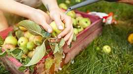 Samosběr jablek 2023: Velký přehled sadů, kde si můžete natrhat jablka do zásoby. Kilo vyjde už na 10 Kč