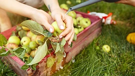 Samosběr jablek 2023: Velký přehled sadů, kde si můžete natrhat jablka do zásoby. Kilo vyjde už na 10 Kč