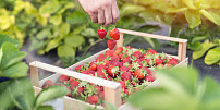 Nakupujte jahody chytře! Čeho si všímat v obchodě a jak plody nejlépe zamrazit?