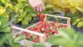 Nakupujte jahody chytře! Čeho si všímat v obchodě a jak plody nejlépe zamrazit?