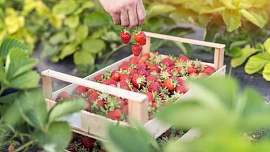 Nakupujte jahody chytře! Čeho si všímat v obchodě a jak plody nejlépe zamrazit?