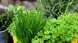 Jak často zalévat bylinky? Rozmarýn a tymián jsou suchomilné, stačí zálivka jednou týdně, bazalce je ale třeba dopřát více vláhy