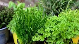 Jak pěstovat bylinky za oknem? Semínka bazalky potřebují vlhčit rozprašovačem, u petrželky je lepší koupit sazeničku