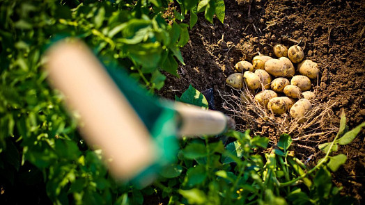 Kdy sklízet brambory? Záleží na odrůdě, ale vadnoucí a zaschlá nať je jasným pokynem vzít rycí vidle a pustit se do toho