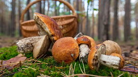Kde hledat houby na začátku září. Déšť pomohl hlavně některým částem Česka, na severu se čekají plné košíky