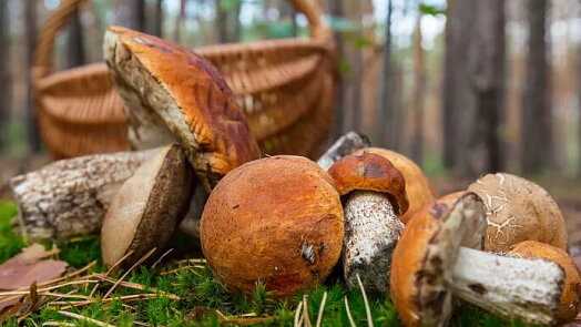 Kde hledat houby na začátku září. Déšť pomohl hlavně některým částem Česka, na severu se čekají plné košíky