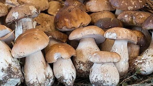 Houby už rostou! České lesy zaplavily první hřiby: Víme, odkud si houbaři odnášejí plné košíky
