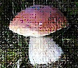 Co víme o houbách