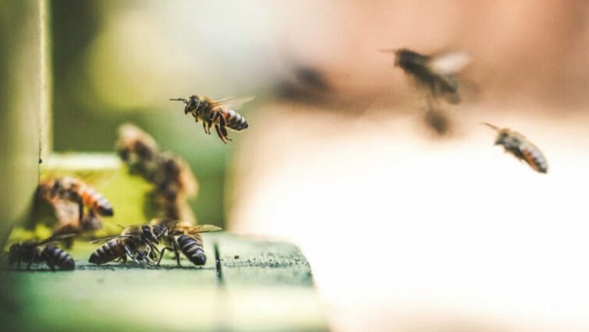 Vracíme včely do přírody. Bez nich by ze světa zmizely tři čtvrtiny potravin