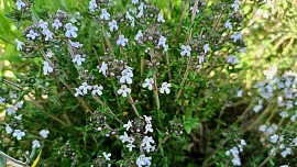 Pěstování bylinek na jednom stanovišti: Rozmarýn a tymián mají rádi slunečné aranžmá, v polostínu se daří majoránce nebo kerblíku