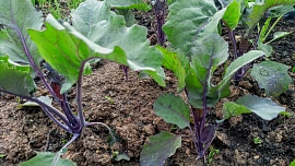 Křehké kedlubny: Modré odrůdy dřevnatí mnohem méně, vypěstovat je můžete i na balkoně, jen je třeba je dobře zalévat a hnojit