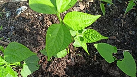 Keříčkové fazolky se hodí pro každý záhonek. Nejsou náročné na pěstování a zralost poznáte podle rozlomení lusků