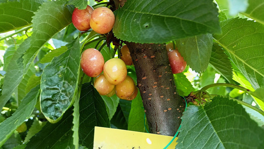 Zrající třešně, samosprašná odrůda Halka. Strom vybaven žlutými lepovými deskami proti útoku škůdců.