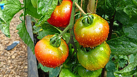 Sezona rajčat je v plném proudu: Jak zatočit s plísní, houbami či virózou, abyste sklízeli až do podzimu? Fungují i přírodní prostředky