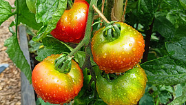 Sezona rajčat je v plném proudu: Jak zatočit s plísní, houbami či virózou, abyste sklízeli až do podzimu? Fungují i přírodní prostředky
