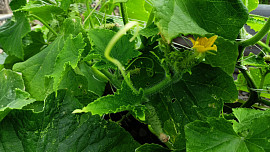 Co dělat, když okurky nekvetou? Potřebují více slunečního světla, správné hnojení a především pravidelně sklízet úrodu