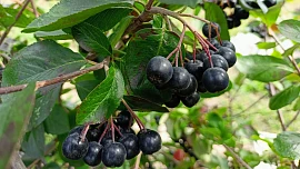 Nechybí vám na zahradě arónie? Hvězda domácích sirupů se vejde do každé zahrádky a pěstování snadno zvládne i začátečník