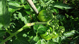 Jak urychlit dozrávání rajčat? Je potřeba keře pravidelně zaštipovat, zastaví se tak růst, ale posílí se plody