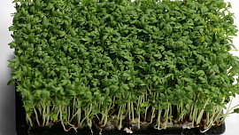 Jak si doma vypěstovat řeřichu: Pikantní bylinka na chlebu s máslem? Stačí týden a můžete si ji dopřát i v zimě