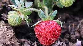 Jak na jaře vysadit jahody? Potřebují slunné stanoviště, správnou zálivku a přihnojování ve vhodnou chvíli