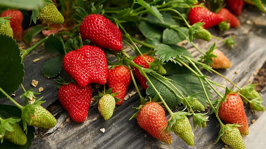 Jahodám můžete ke skvělé chuti velmi snadno pomoci.