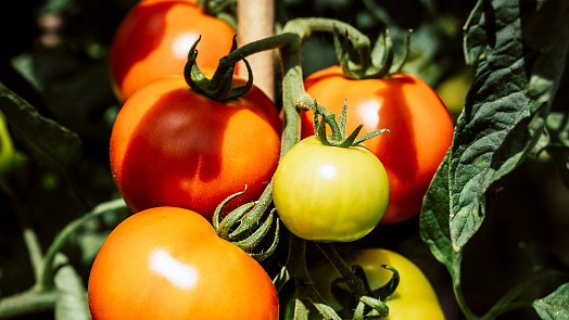 Pěstování rajčat pro začátečníky: Přehledný návod od vsazování do země přes hnojení až po řešení škůdců