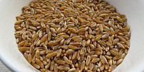 Trochu jiná pšenice: Prastará odrůda kamut je plná vitaminů a vyniká ořechovou chutí. Kam ji použít?