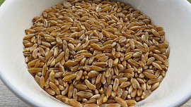Trochu jiná pšenice: Prastará odrůda kamut je plná vitaminů a vyniká ořechovou chutí. Kam ji použít?