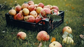 Jak uskladnit jablka na zimu klidně i v paneláku? Pevná a šťavnatá zůstanou, když dodržíte tento snadný postup